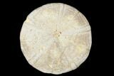 Jurassic Sea Urchin (Clypeus) Fossil - England #177057-1